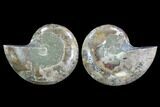 Cut & Polished Ammonite (Anapuzosia?) Pair - Madagascar #88019-1